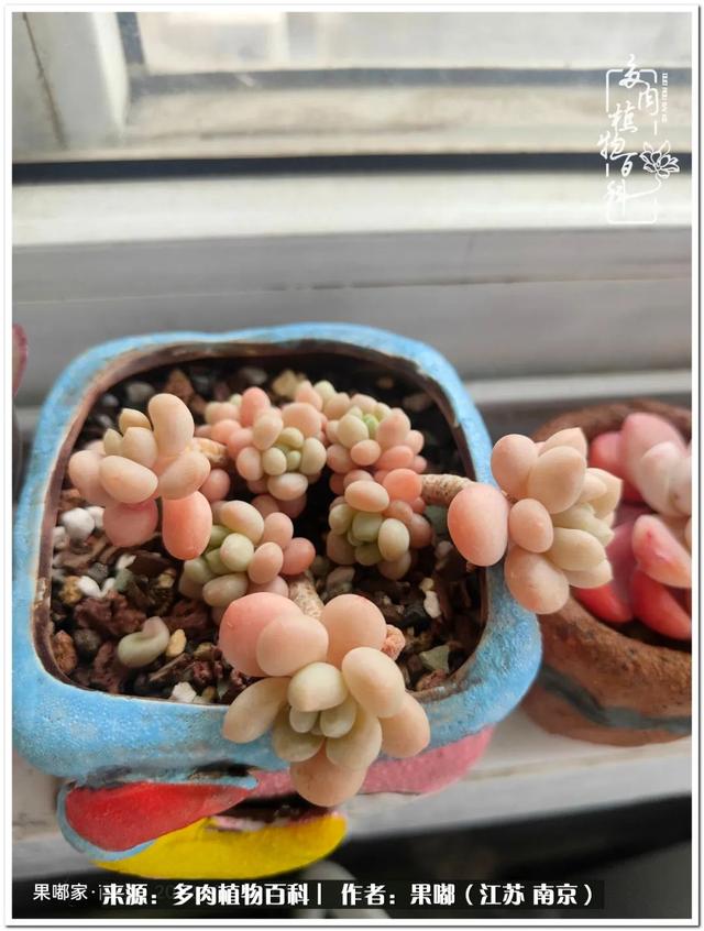 球球大作战代刷-球球全网最低自助下单平台 球球大作战代刷-球球全网最低自助下单平台