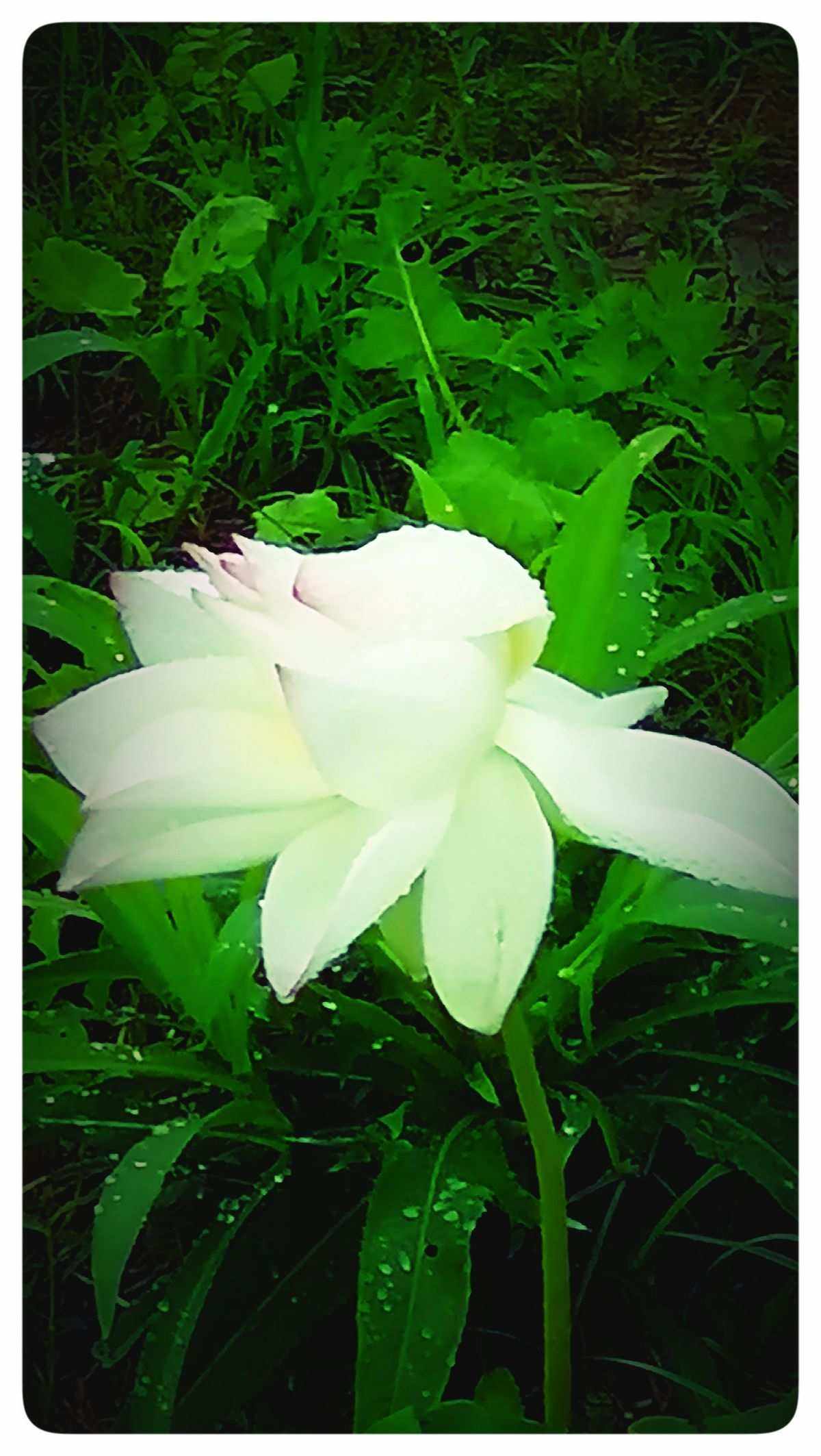 情雨代刷（情雨哥绝技是真的吗）