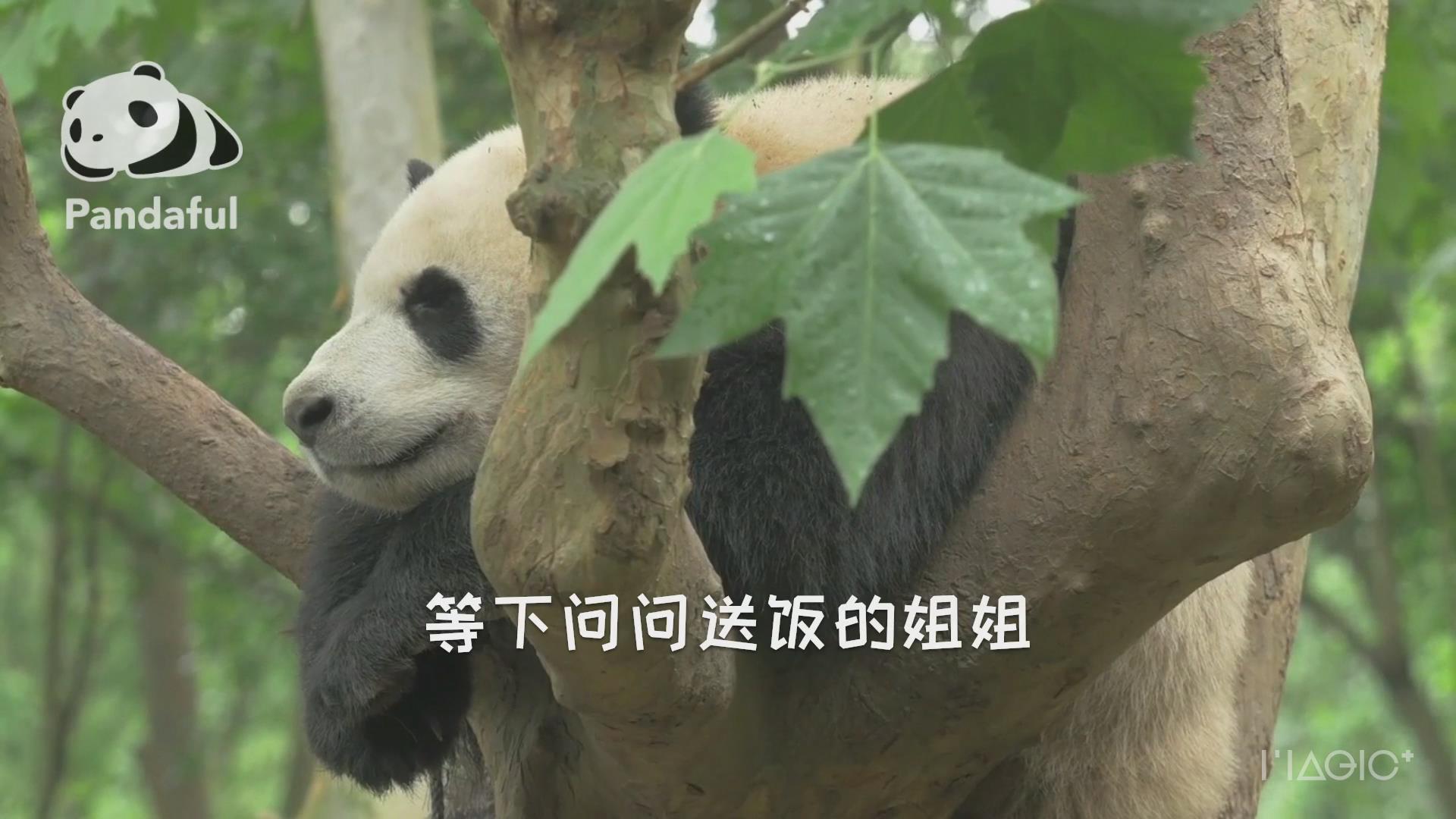 包含熊猫社区空间业务自助下单平台的词条