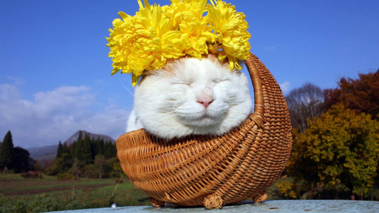 今日头条代刷网（今日头条代刷软件）
