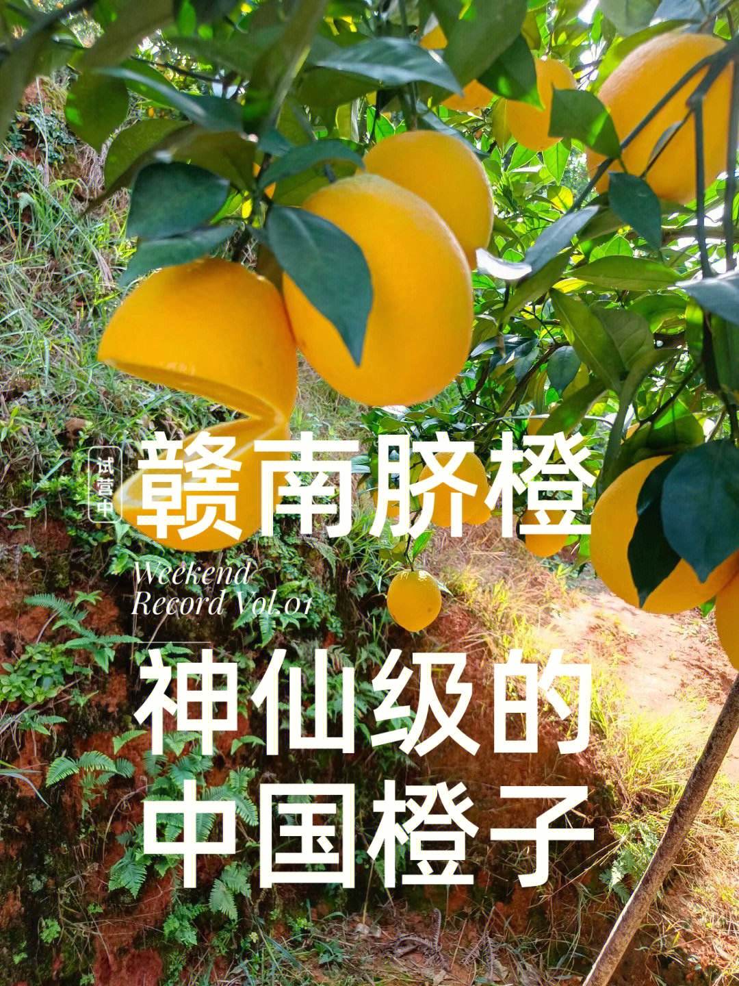 橙子代刷网（橙子助手接单）