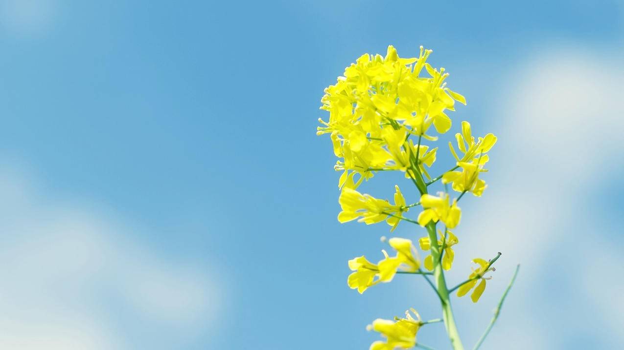抖音刷赞网站全网+最低价啊名片赞的简单介绍