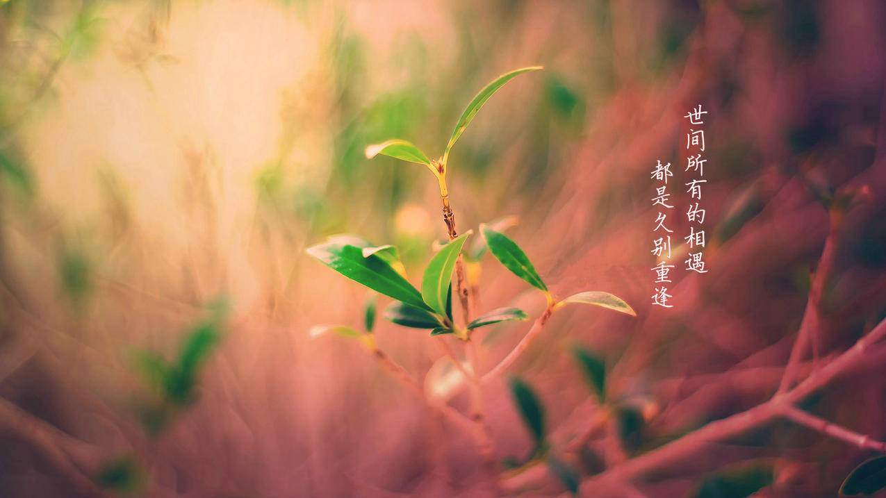 包含小熊刷赞网站的词条
