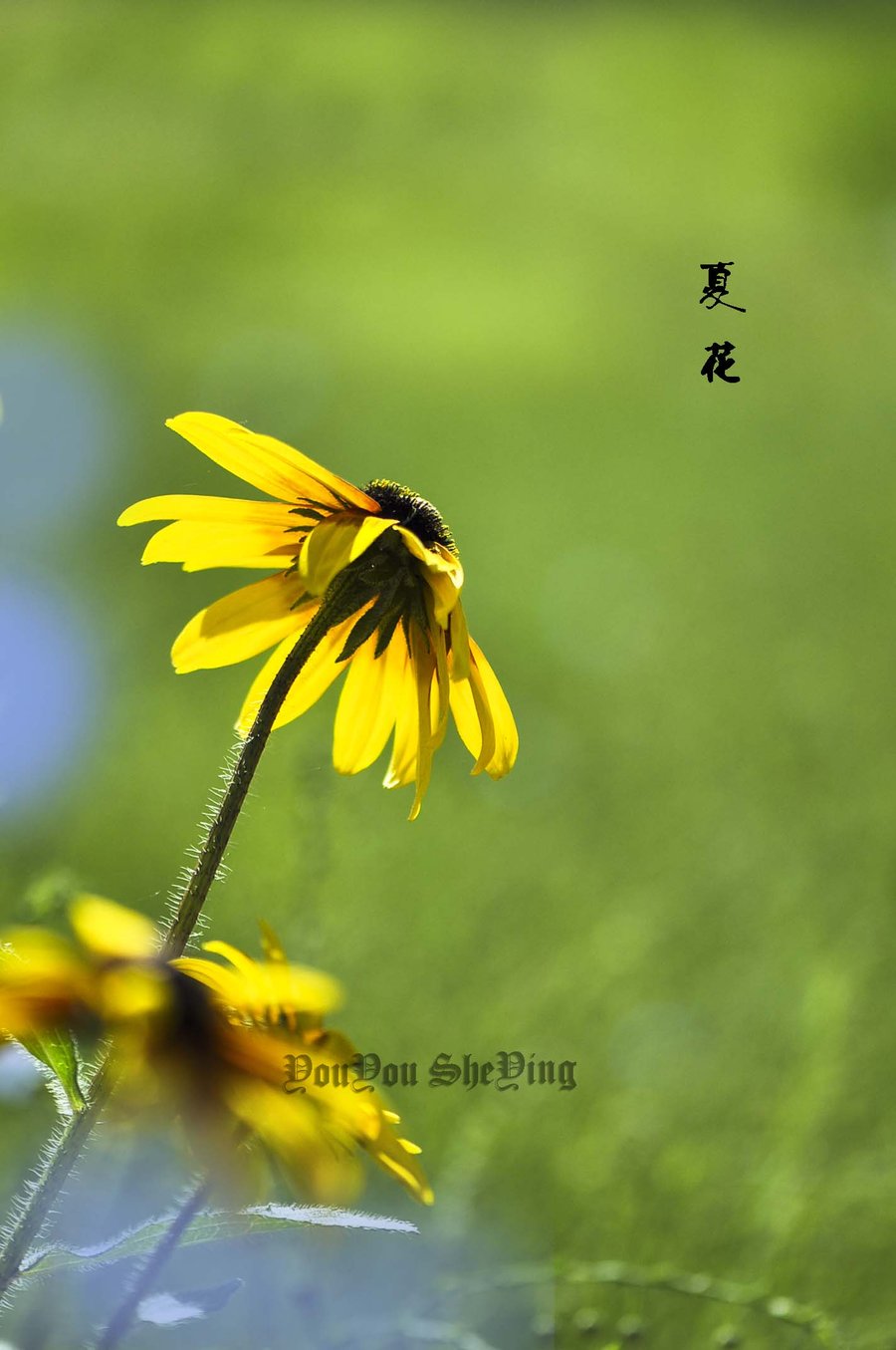 夏花代刷网（夏花小十一网红）