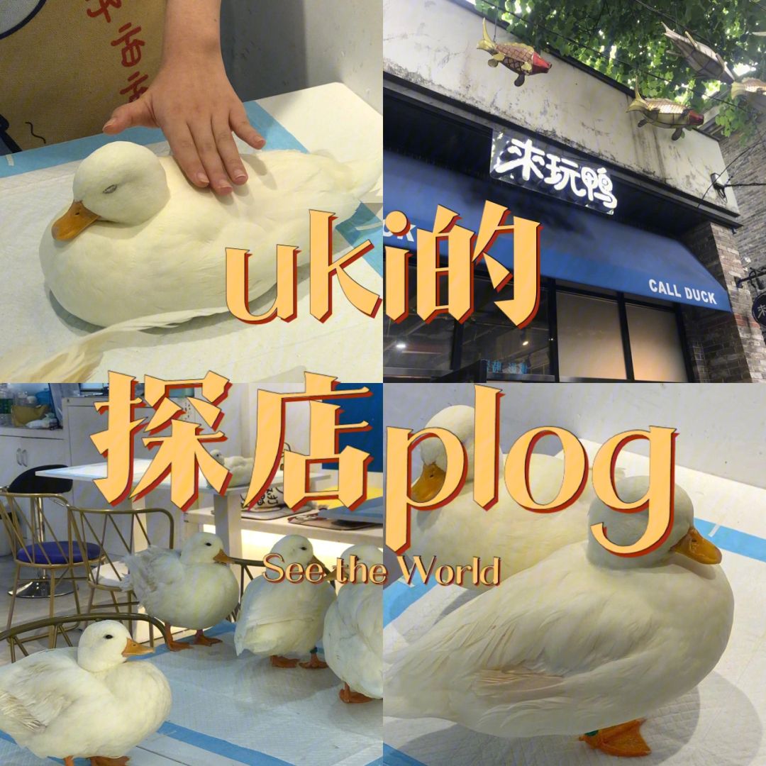 二鸭代刷的简单介绍