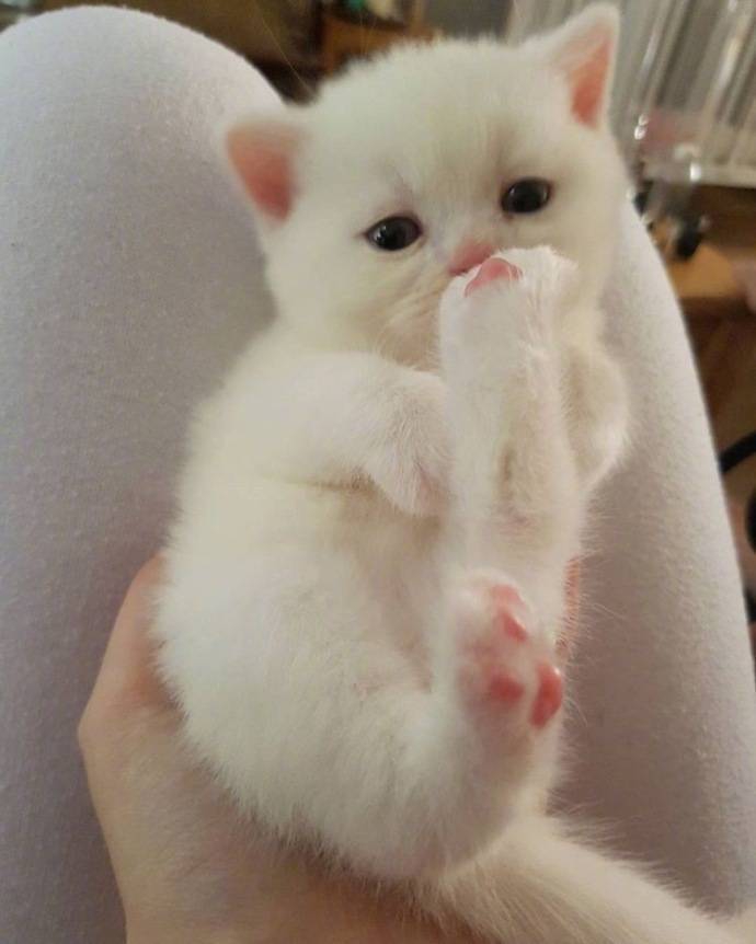 奶猫代刷网_代练猫代练可靠吗