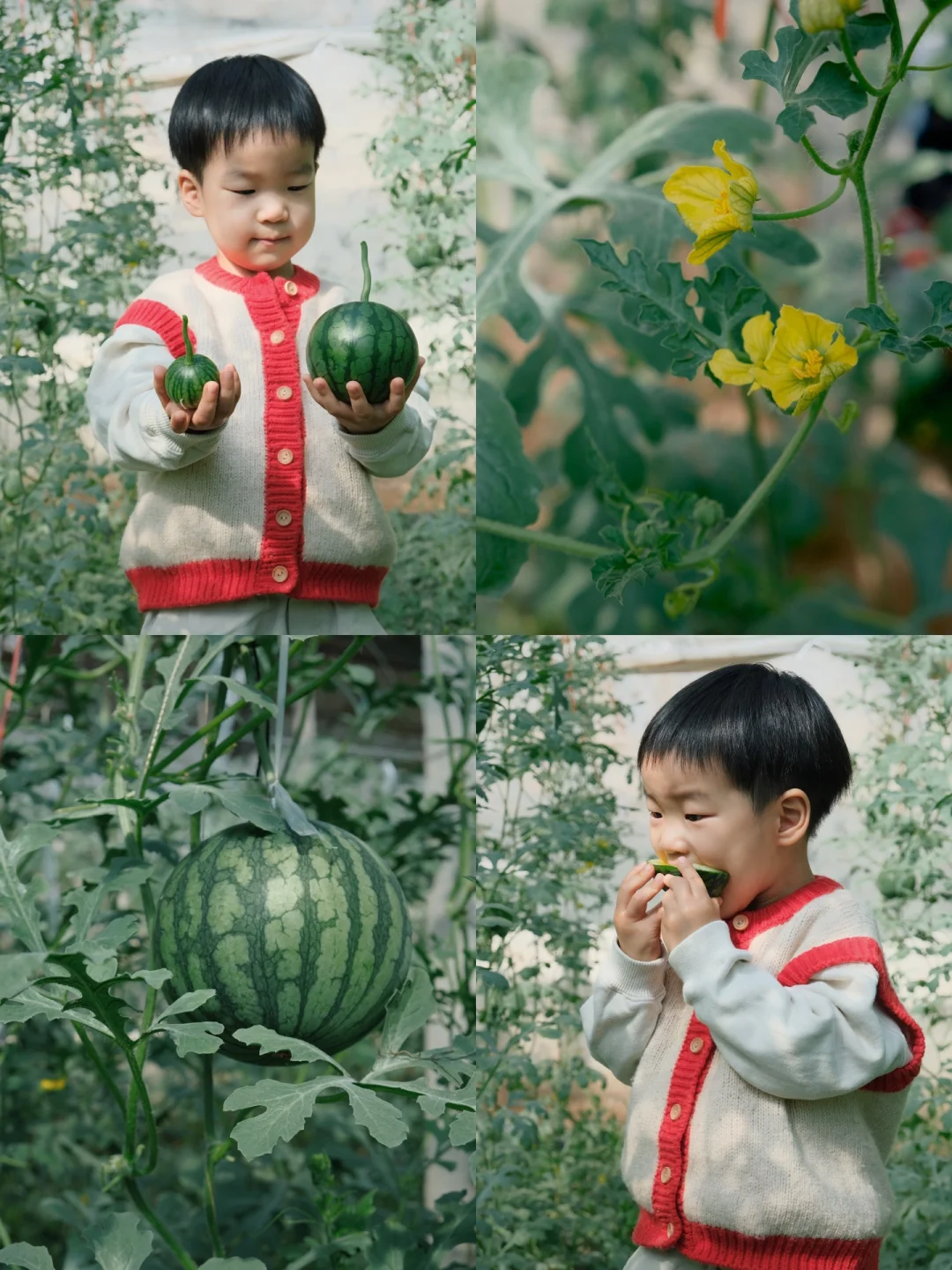 西瓜代刷平台_刷西瓜视频软件
