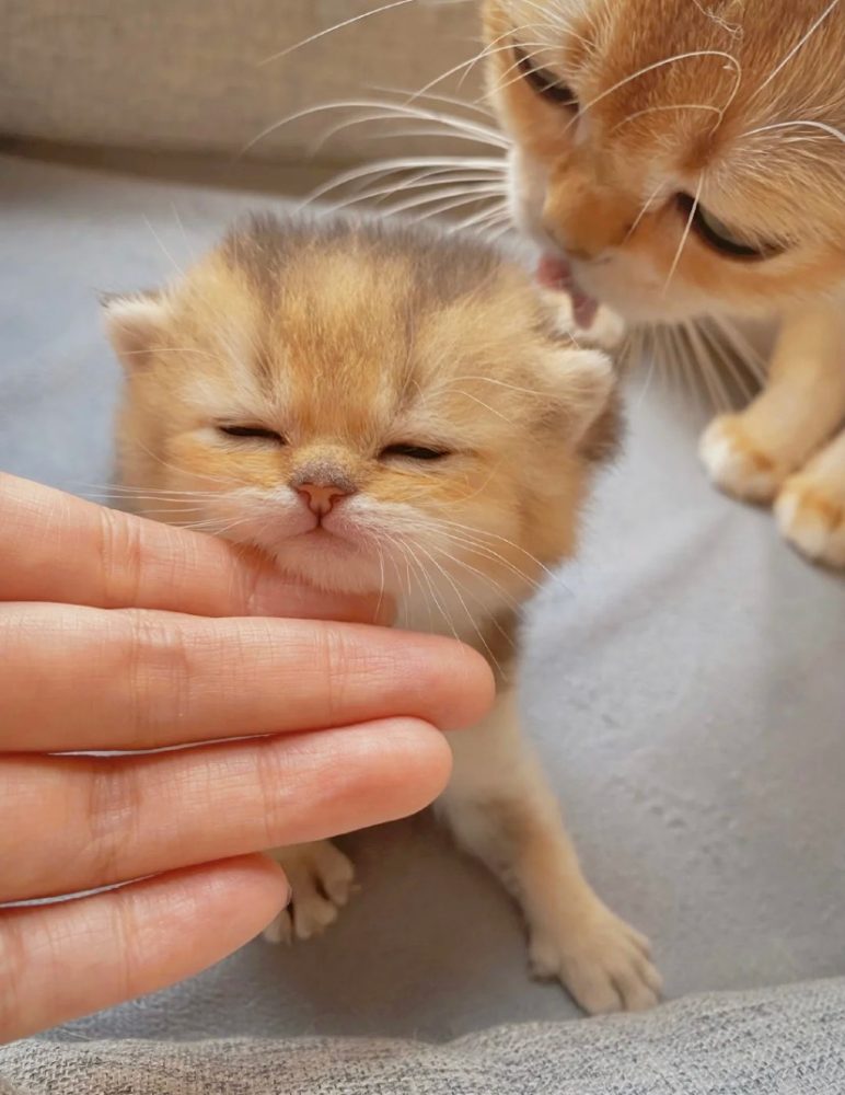 奶猫代刷网_喵代网刷软件