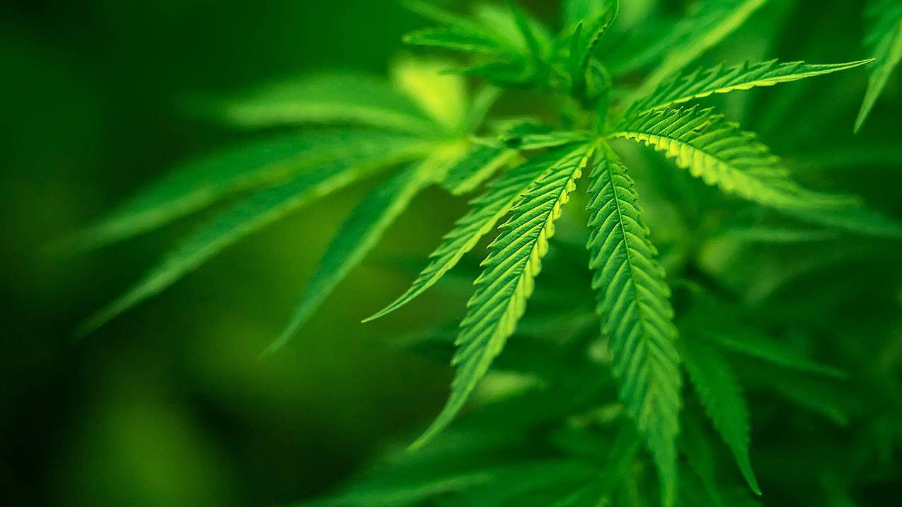 代刷网站推广快手_代刷网站推广快手是真的吗