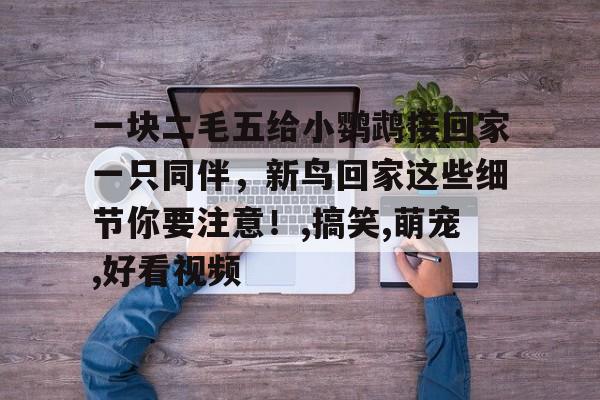 一块二毛五给小鹦鹉接回家一只同伴，新鸟回家这些细节你要注意！,搞笑,萌宠,好看视频的简单介绍